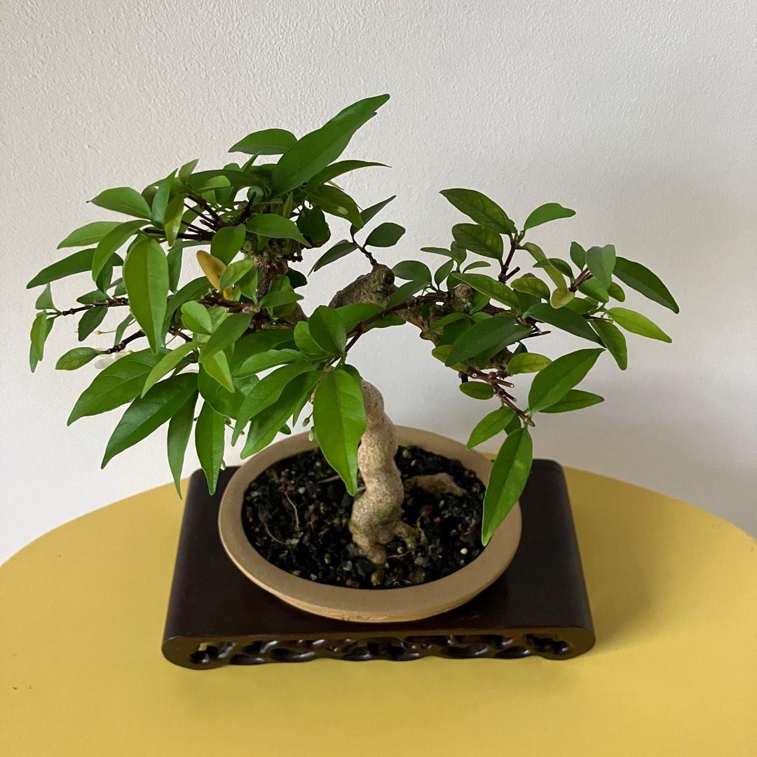 bonsaï substrat – composted bin bark – Pépinière Jasmin